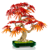 Botanicals Japanese Red Maple Bonsai Tree 10348