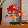 Botanicals Japanese Red Maple Bonsai Tree 10348