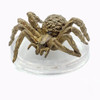 Ghost Light - Giant Wolf Spider (#21)