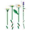 Botanicals Daisies - Flower Bouquet 11508