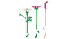 Botanicals Cosmos Flowers Set 11514