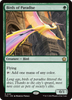 Birds of Paradise