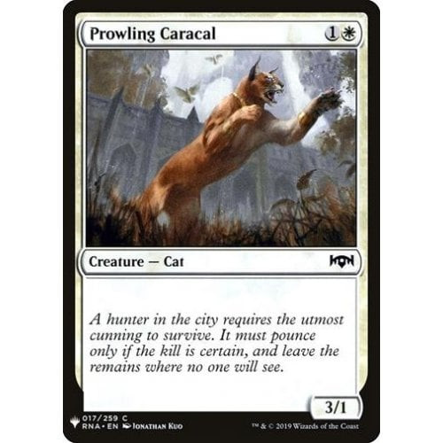 Prowling Caracal