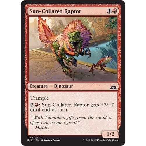 Sun-Collared Raptor