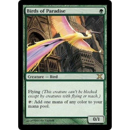 Birds of Paradise