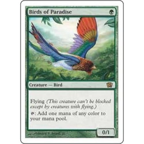 Birds of Paradise