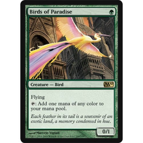 Birds of Paradise