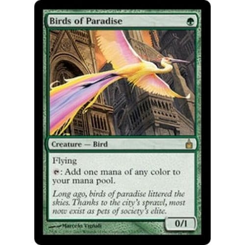 Birds of Paradise