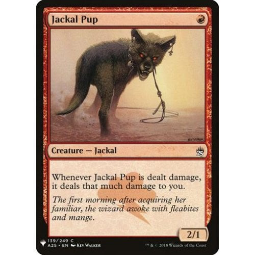 Jackal Pup