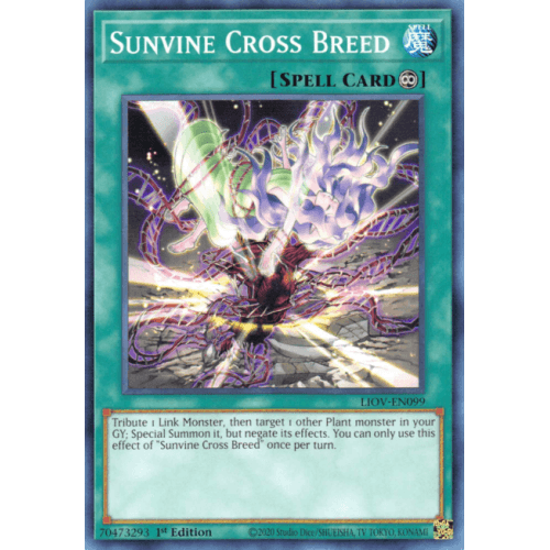 LIOV-EN099 Sunvine Cross Breed