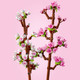 Cherry Blossoms Flowers Decor Set 40725
