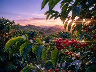The comprehensive guide to ethically sourced specialty coffee—and what truly sets it apart