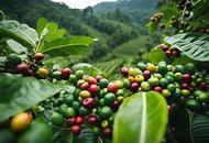 Hot Coffee, Getting Hotter — A Warming World, A Brewing Concern