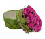Light Orchid Pink