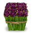 Dark Purple
