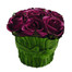 Dark Grape
