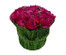 Fushia