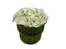 White Green