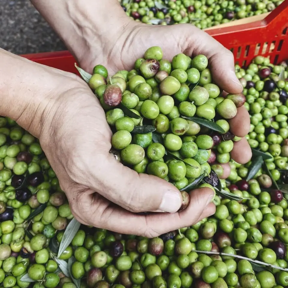 Tiny Food Party! - Olio Olive Oils & Balsamics