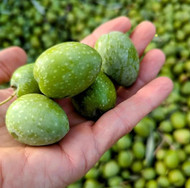 Our Spanish Olives