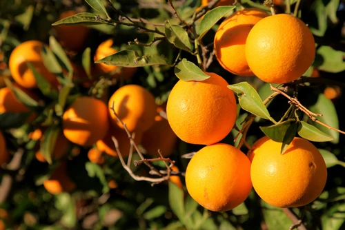 Fukumoto Orange Olive Oil