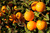 Fukumoto Orange Olive Oil