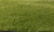 Woodland Scenics FS613 Static Grass, Dark Green (2mm)