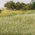 Woodland Scenics FS623 Static Grass, Light Green (7mm)