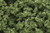 Woodland Scenics FC682 Clump Foliage, Light Green