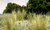 Woodland Scenics FS643 Tuft-Tac® Woodland Scenics FS643 Tuft-Tac®