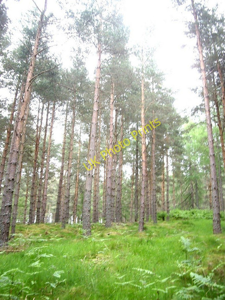 Photo 6"x4" Tall conifers in Sluie Woods Kincardine O'Neil c2010