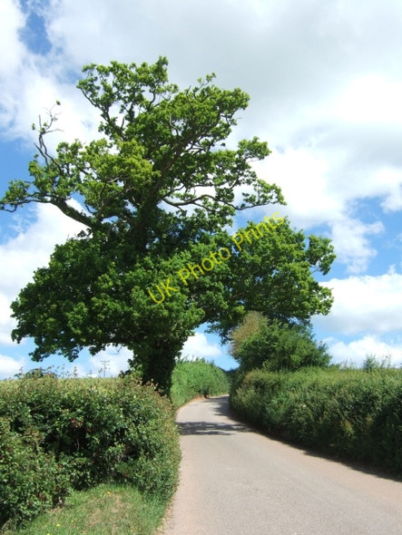 Photo 6"x4" Coffintree Hill, near Stockleigh Pomeroy Stockleigh Pomeroy c2010