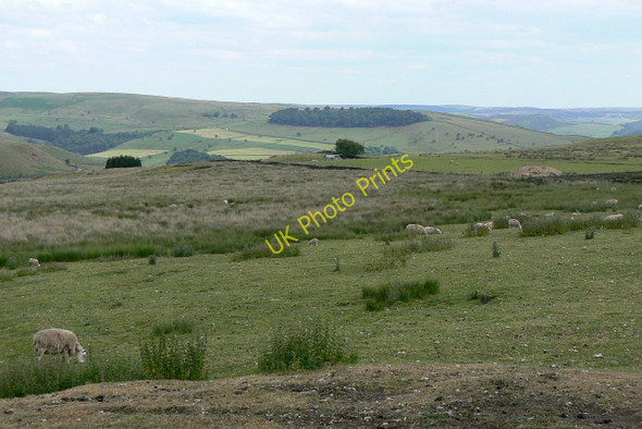 Photo 6"x4" Cessbank Common Wincle c2010