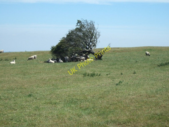 Photo 6"x4" Sheep sheltering on Bronkham Hill Coryates c2010