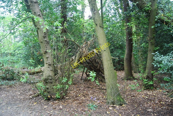 Photo 6"x4" Woodland hide, Beckenham Place Park Beckenham c2010