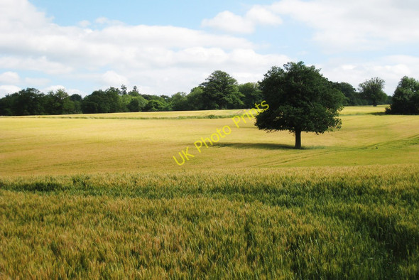 Photo 6"x4" Barley Field near Greathed Manor Dormansland c2010