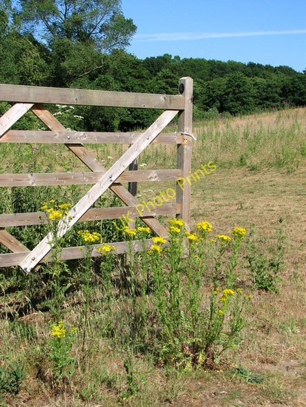 Photo 6"x4" Ragwort growing by pasture gate Burgh St Peter c2010