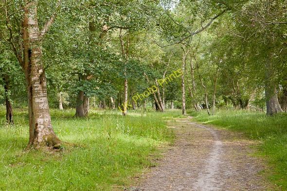 Photo 6"x4" Woodland at Crampmoor Crampmoor c2010