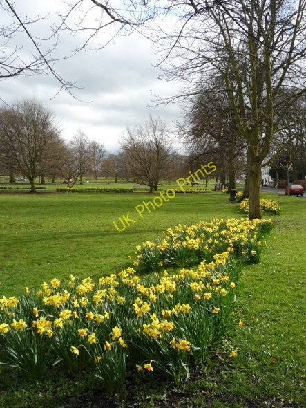 Photo 6"x4" Daffodils along Park Parade Harrogate c2010