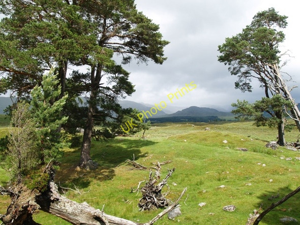 Photo 6"x4" Stand of pines, looking towards Binnein Mor Catlodge c2010