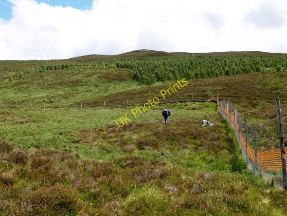 Photo 6"x4" Young plantation, Meallach Chaitrine Catlodge c2010