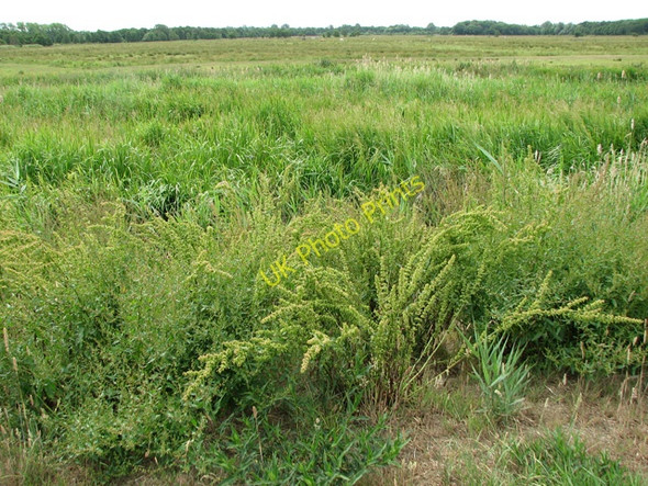 Photo 6"x4" View across Castle Marsh Burgh St Peter c2010