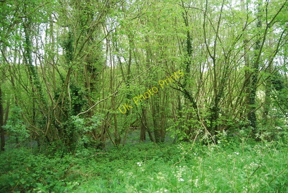 Photo 6"x4" Coppiced trees by the Sussex Border Path Cinder Hill\/TQ3729 c2010