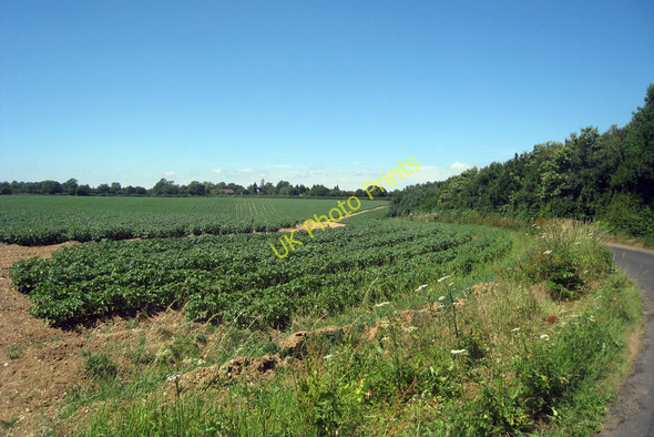Photo 6"x4" Crop Field near Stelling Lodge Farm Bossingham c2010
