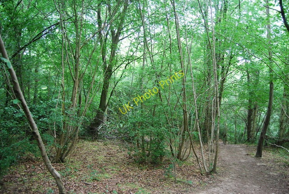 Photo 6"x4" Coppiced trees, Hurst Wood Royal Tunbridge Wells c2010