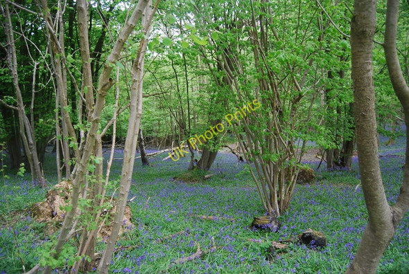 Photo 6"x4" Coppiced trees and bluebells, Hammer Wood Scayne's Hill c2010