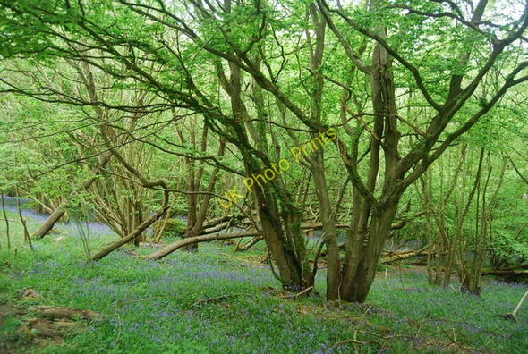Photo 6"x4" Coppiced trees, Hammer Wood Scayne's Hill c2010