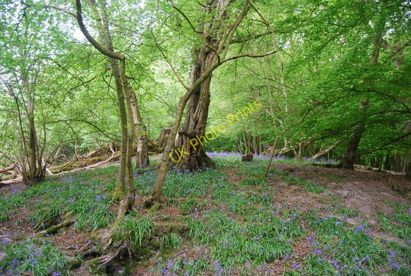 Photo 6"x4" Bluebells, Ham Shaw Scayne's Hill c2010