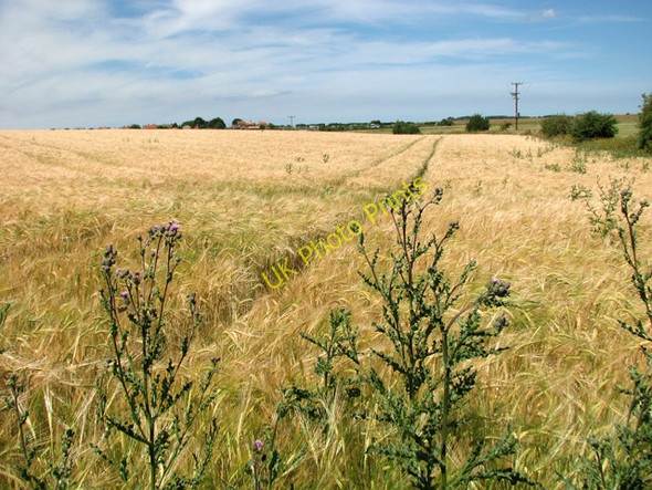 Photo 6"x4" A field of ripening Barley, Wells-next-the-Sea Wells-Next-The-Sea c2010