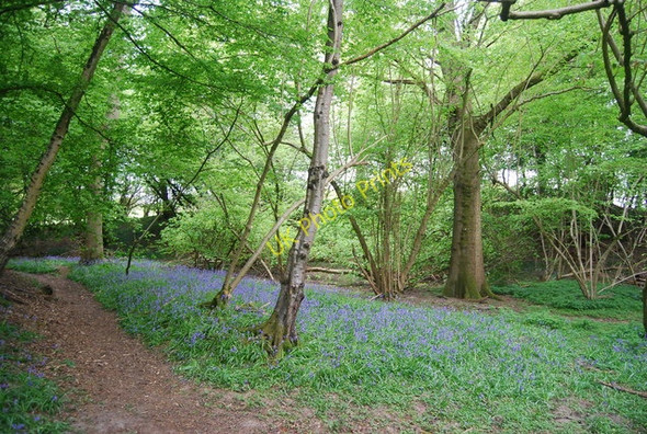 Photo 6"x4" Bluebells, Ham Shaw Scayne's Hill c2010
